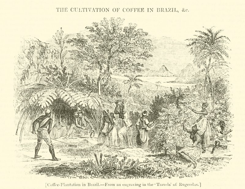 Kaffeplantasje i Brasil av English School