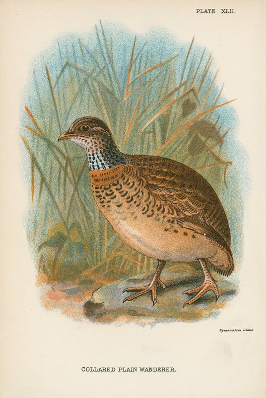 Collared Plain Wanderer av English School