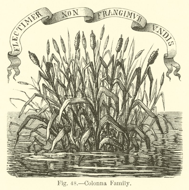 Colonna familie av English School