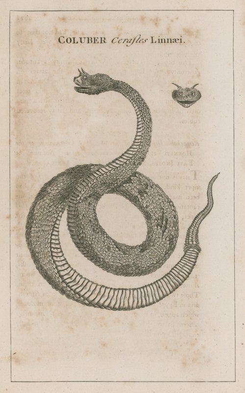 Coluber Cerastes Linnaei; Horned Viper av Egypt av English School
