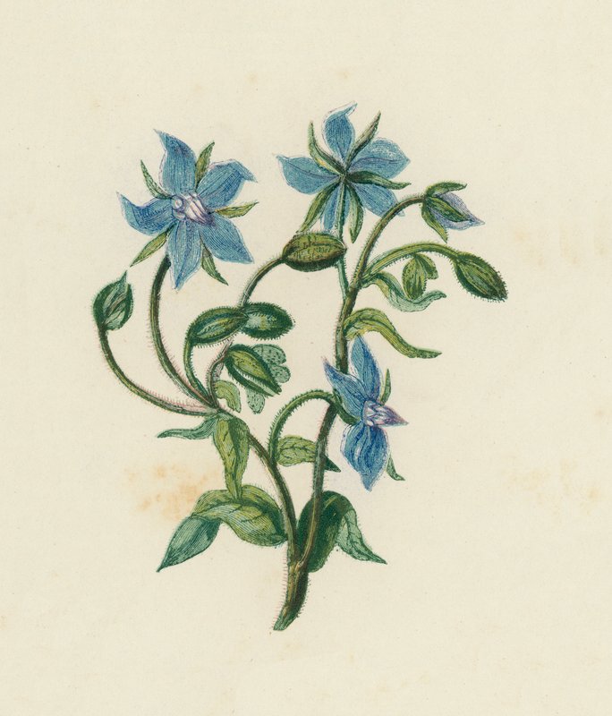 Vanlig borage, Borago Officinalis (farge litho) av English School