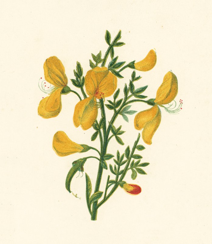 Vanlig kost, Cytisus Scoparius (farge litho) av English School