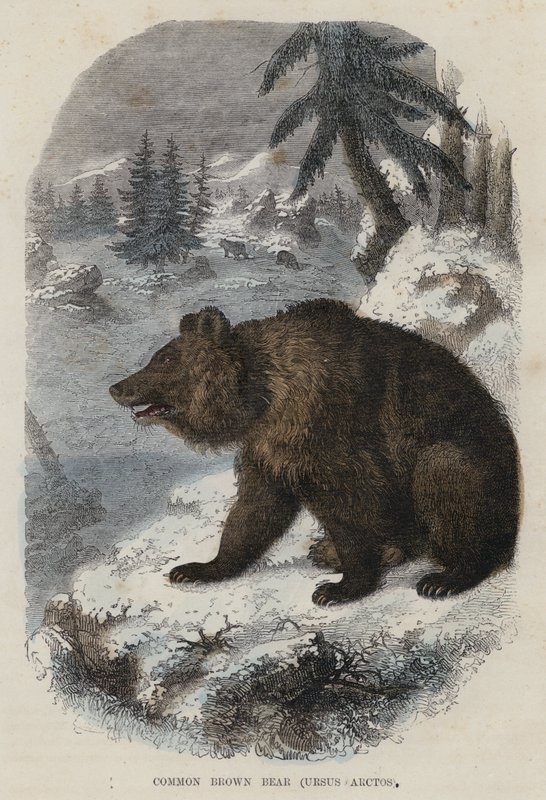 Vanlig brunbjørn, Ursus Arctos (farget gravering) av English School