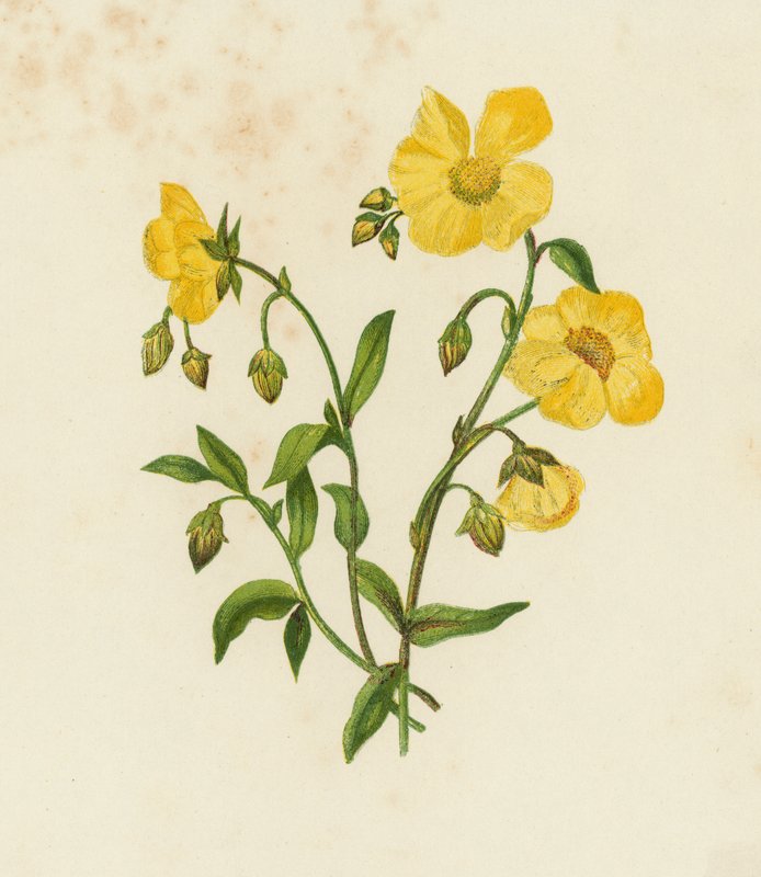 Vanlig Cistus; eller, Rock Rose, Helianthemum Vulgare (farge litho) av English School