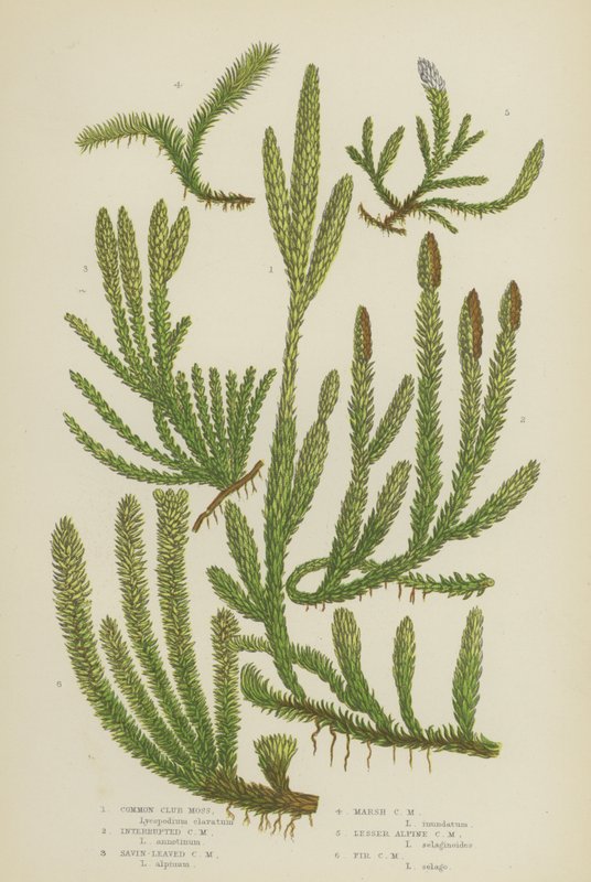 Common Club Moss, Interrupted Club Moss, Savin-Leaved Club Moss, Marsh Club Moss, Lesser Alpine … (farge litho) av English School