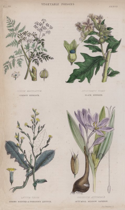 Vanlig hemlock; Black Henbane; Sterk duftende eller giftig salat; Autumnal Meadow Saferon (farget gravering) av English School
