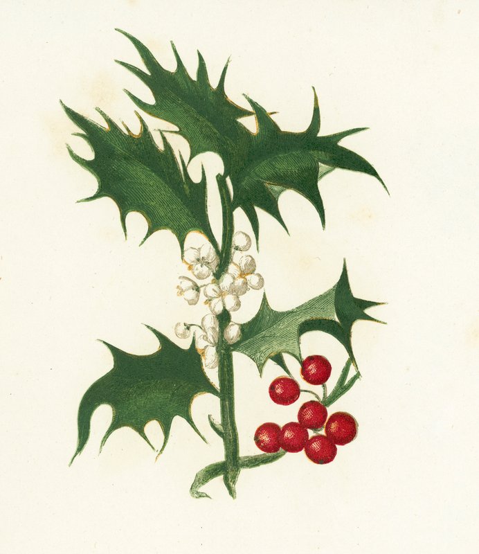 Vanlig kristtorn, Ilex Aquifolium av English School
