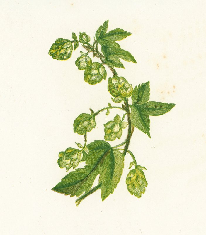 Vanlig humle, Humulus Lupulus av English School