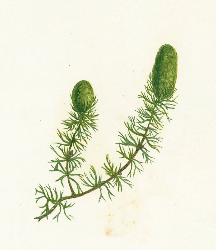 Vanlig hornurt, Ceratophyllum Demersum av English School