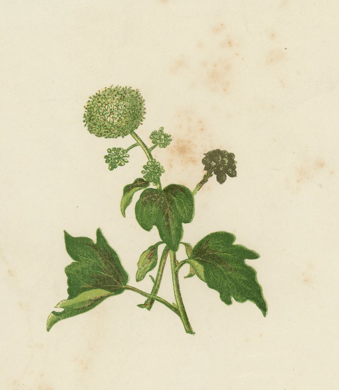 Common Ivy, Ivy Helix (farge litho) av English School