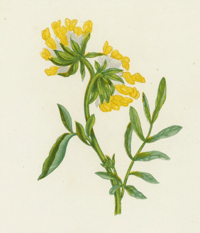 Vanlig nyrevikke, Anthyllis Vulneraria (farge litho) av English School