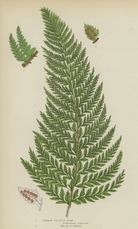 Vanlig stikkende bregne (litho farge) av English School