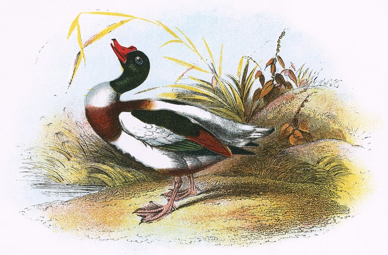 Vanlig Shelduck av English School