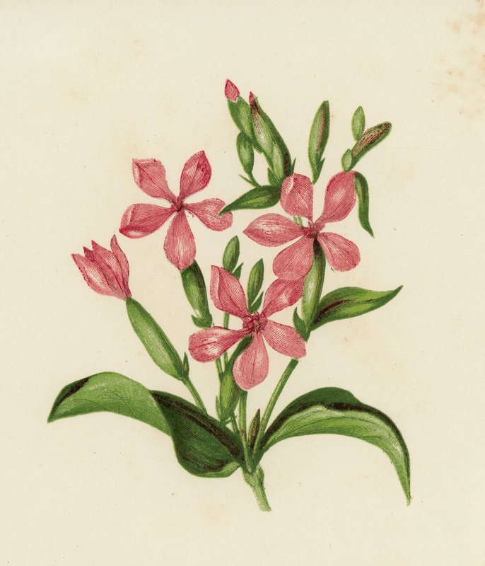 Vanlig såpeurt, Saponaria Officinalis (farge litho) av English School