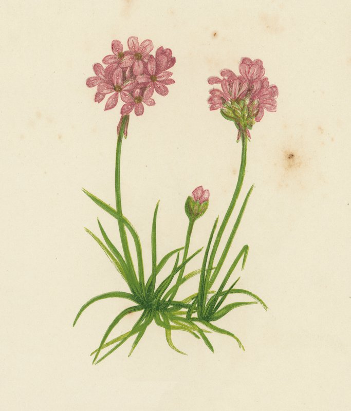 Common Thrift, Statice Armeria (farge litho) av English School