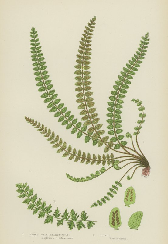 Vanlig veggmilturt (farge litho) av English School