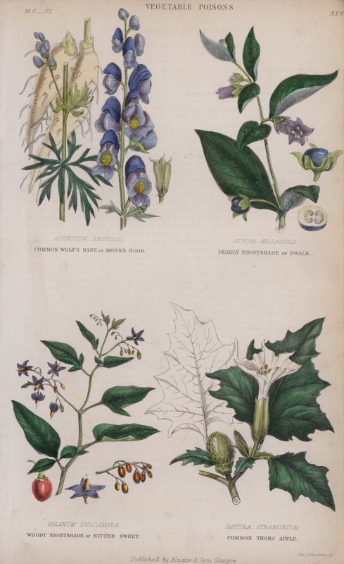 Vanlig ulvebane eller munkehette; Deadly Nightshade eller Dwale; Woody Nightshade eller Bitter Sweet; Common Thorn Apple (farget gravering) av English School