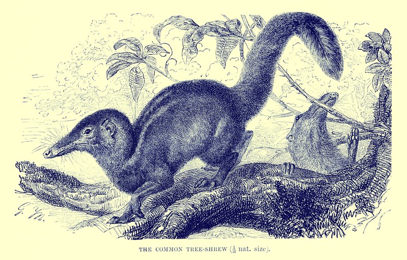 Trespissmus, illustrasjon fra #39;The Royal Natural History#39; (lito) av English School