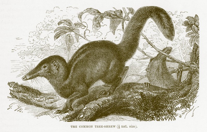 Vanlig trespiss, illustrasjon fra The Royal Natural History av English School