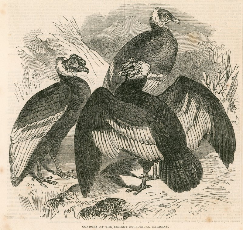 Kondorer ved Surrey Zoological Gardens, London av English School