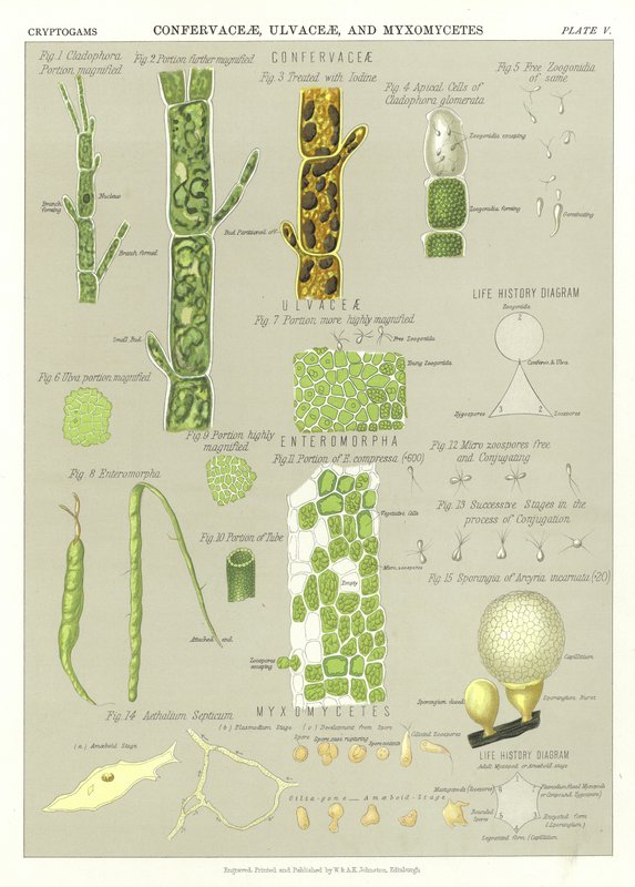Confervaceae, Ulvaceae og Myxomycetes av English School