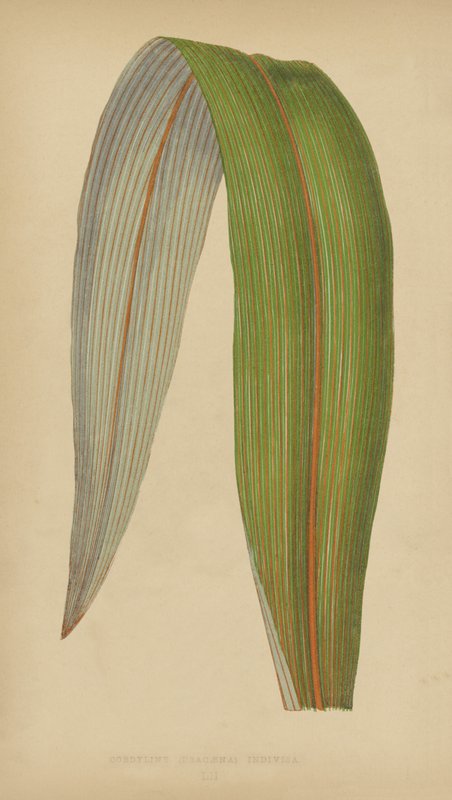 Cordyline (Dracaena) Udelt av English School