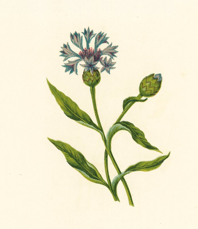 Blåflaskekorn, Centaurea Cyanus (fargelitografi) av English School