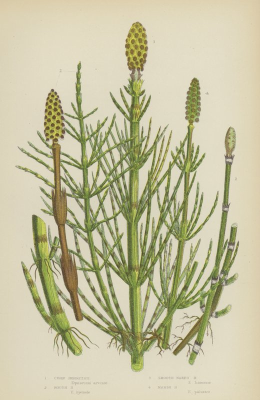 Mais kjerringrokk, grov kjerringrokk, glatt naken kjerringrokk, Marsh Horsetail (farge litho) av English School