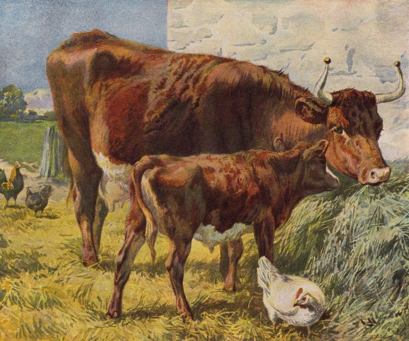 Ku, kalv og kyllinger (farge litho) av English School