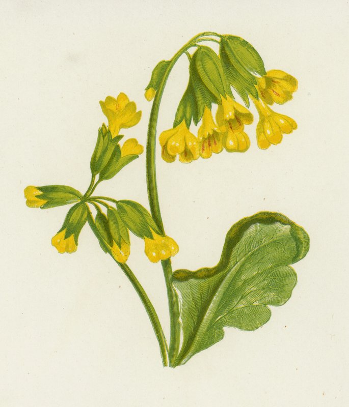 Cowslip, Spring Primrose (farge litho) av English School