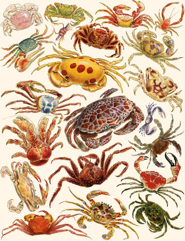 Krabber av English School