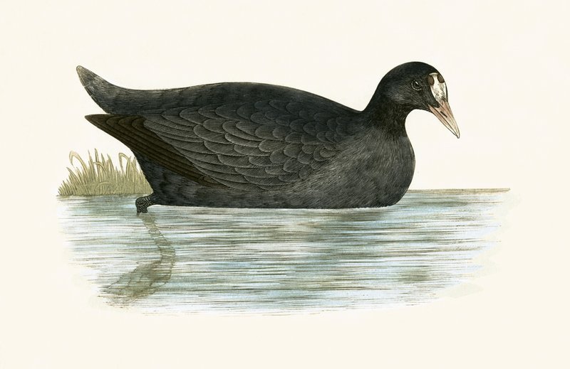 Crested Coot, illustrasjon fra 