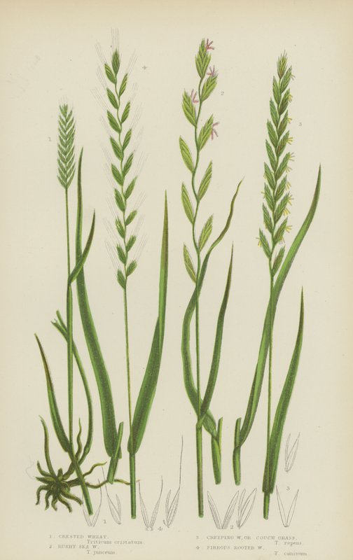 Crested Wheat, Rushy Sea Wheat, Creeping Wheat, eller Couch Grass, Fibrous Root Wheat (farge litho) av English School
