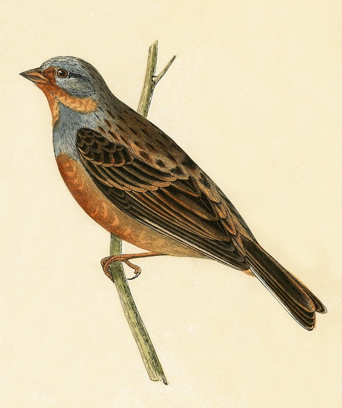 Cretzschmaer