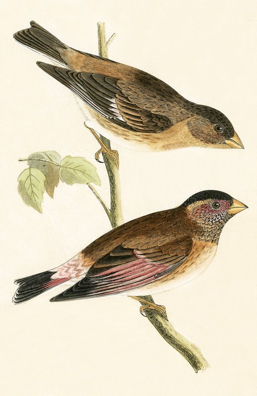 Crimson Winged Grosbeak, illustrasjon fra 