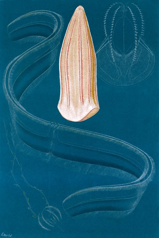 Ctenophores av English School