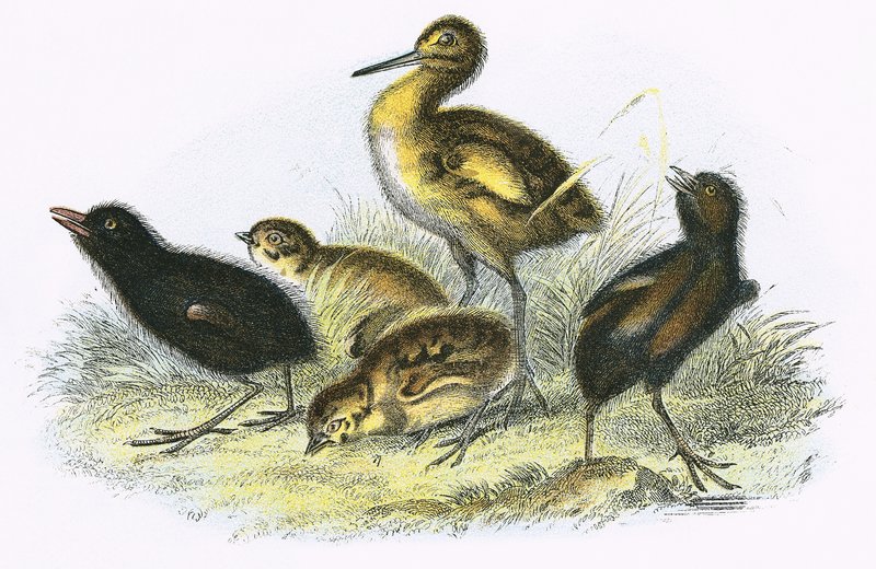 Curlew, Land Rail, Partridge og Moor Høne (med klokken) av English School