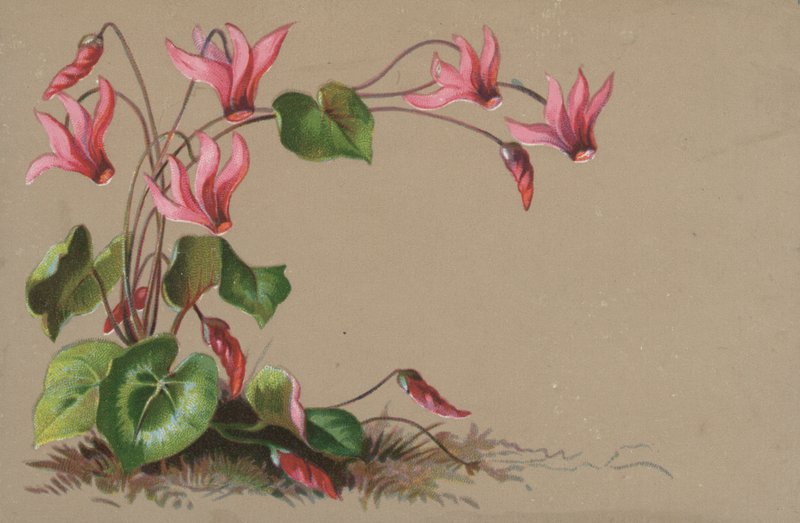 Cyclamen av English School