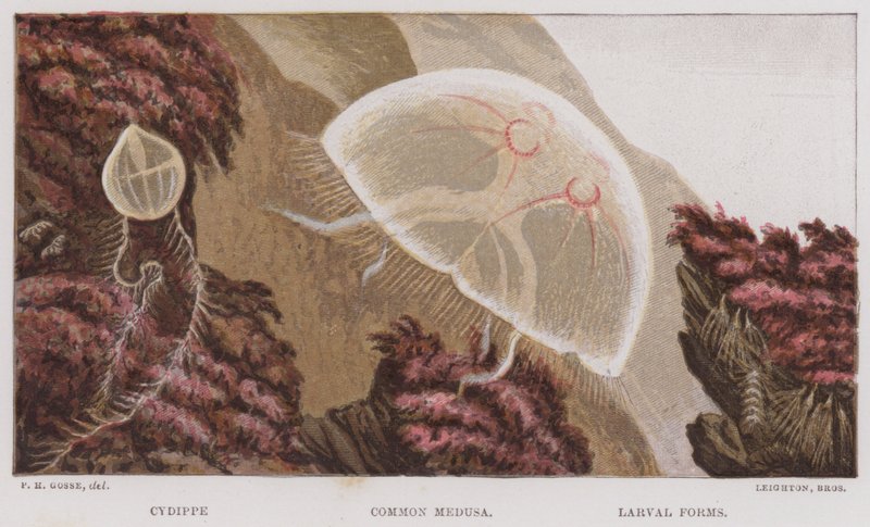 Cydippe, vanlig medusa, larveformer (farge litho) av English School