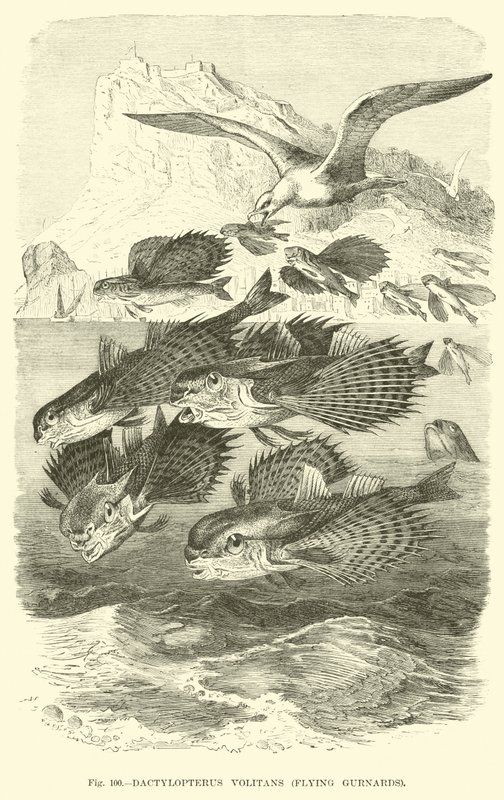 Dactylopterus Volitans, Flying Gurnards av English School