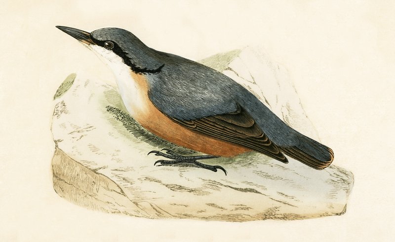 Dalmatian Nuthatch, illustrasjon fra 