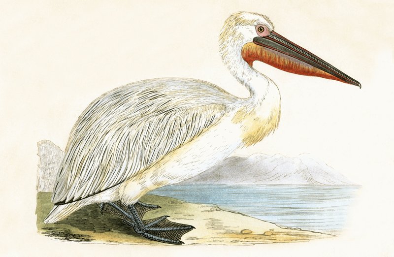 Dalmatian Pelican, illustrasjon fra 