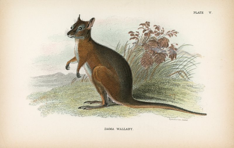 Dama Wallaby av English School