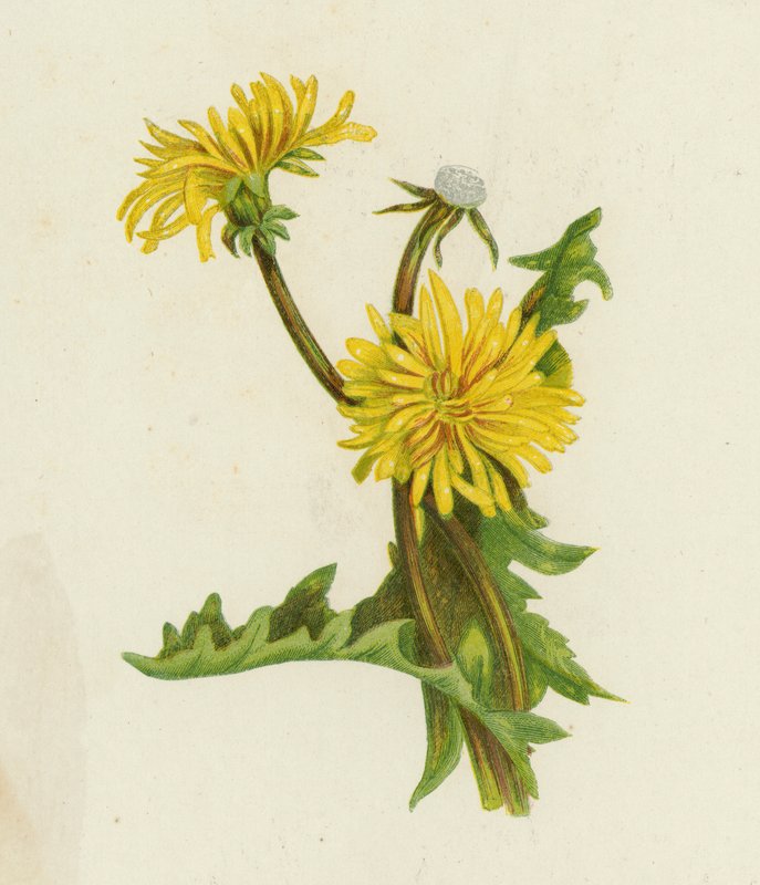 Løvetann, Leontodon Taraxacum (farge litho) av English School