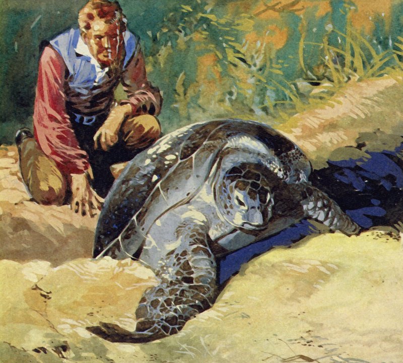 Darwin lurte på hvorfor de gigantiske skilpaddene på Galapagosøyene var forskjellige på hver øy av English School