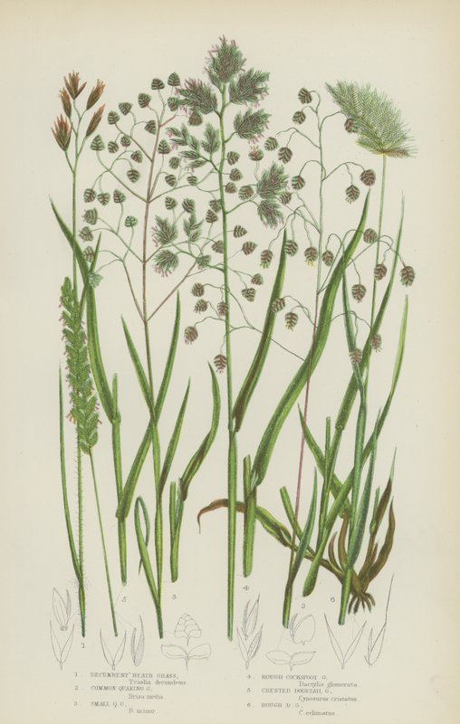Decumbent Heath Grass, Common Quaking Grass, Small Quaking Grass, Groft Cocksfoot Grass … (farge litho) av English School