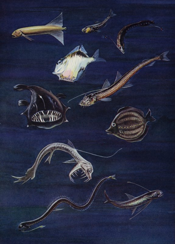 Dyphavsfisk (farge litho) av English School