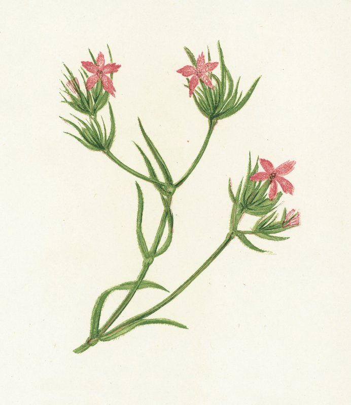 Deptford Pink, Dianthus Armeria av English School