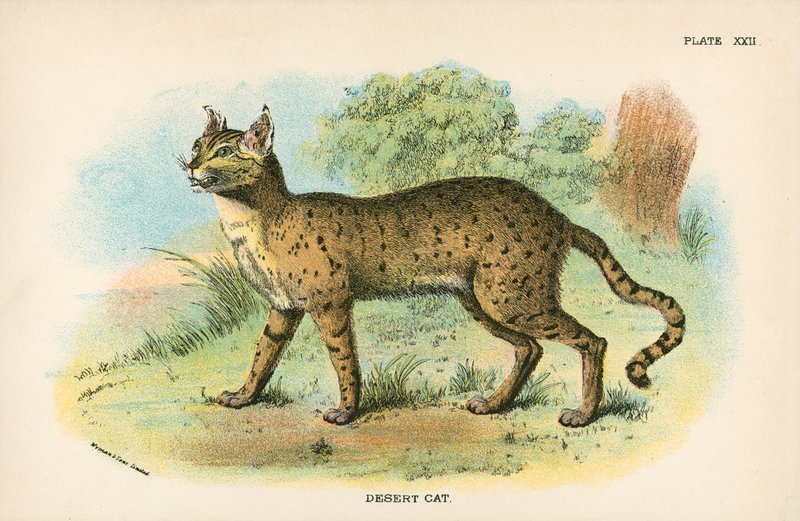 Ørkenkatt av English School