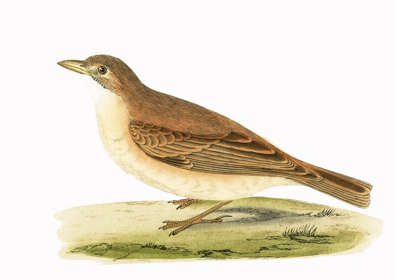 Desert Lark, illustrasjon fra 